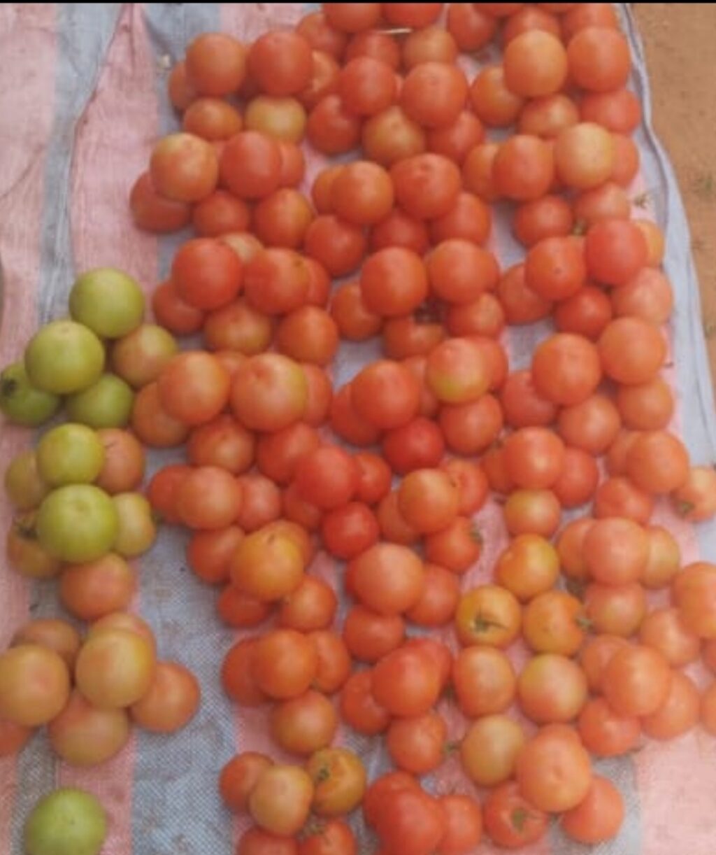 Vie chère au Burkina: Tomate, ce légume que des ménages pourraient exclure de la cuisine