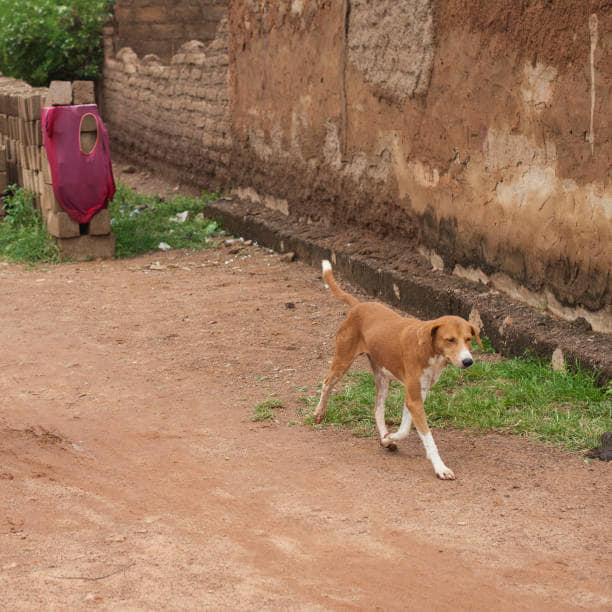 Burkina : la ville de Koudougou infectée par la rage