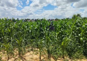 Burkina/agriculture : Saïdou Nagréongo vent débout contre la dépendance alimentaire