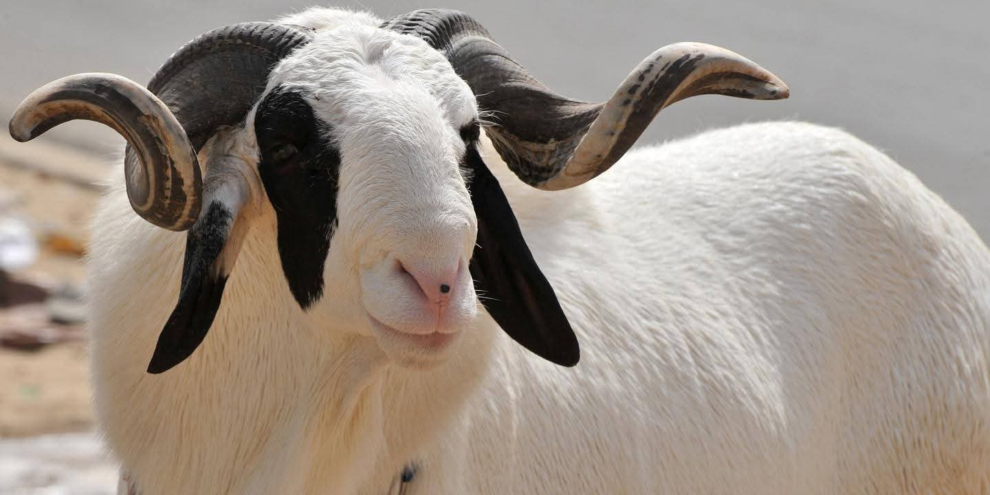 FB_IMG_1748368005839