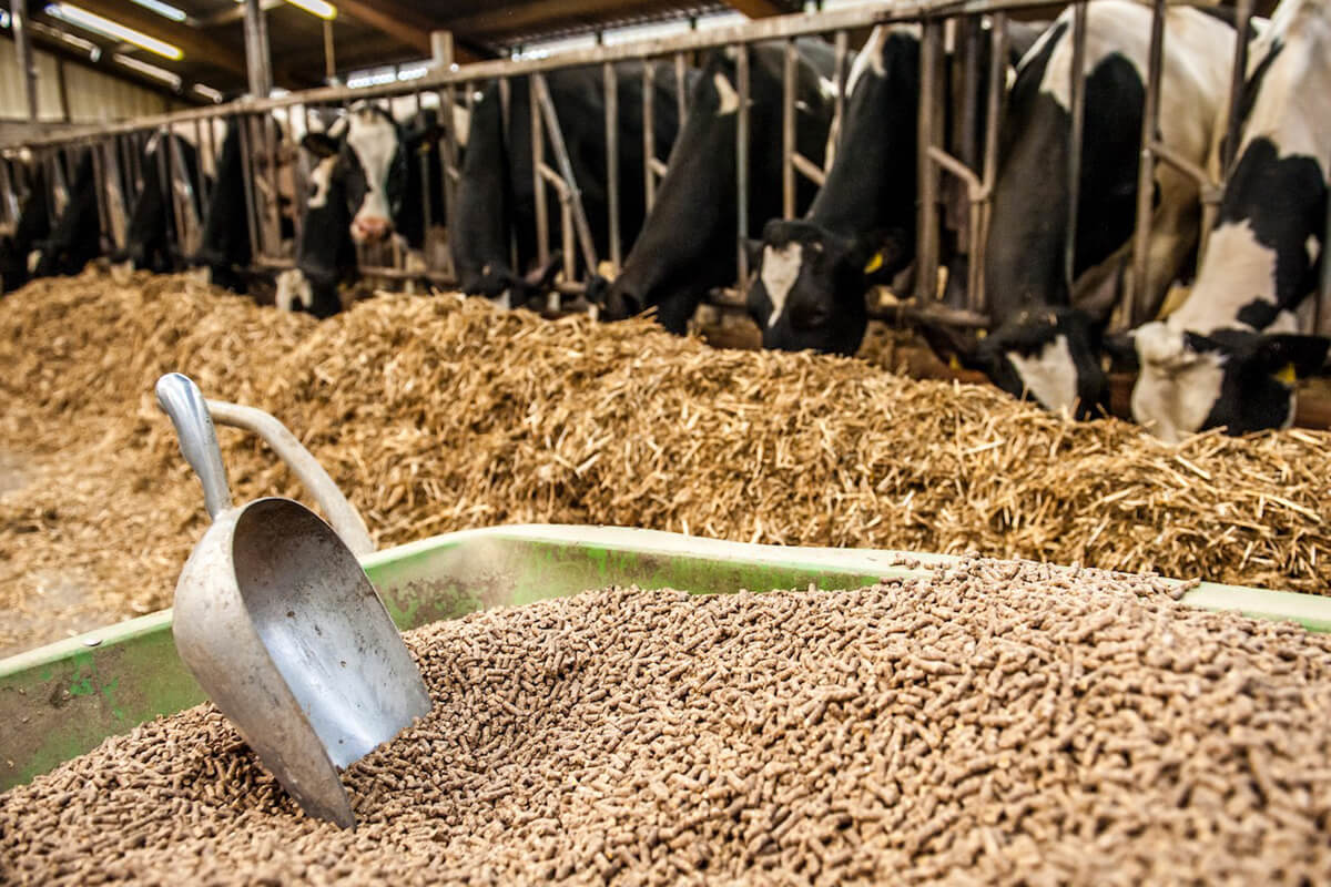 Image d'illustration